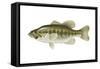 Largemouth Bass (Micropterus Salmoides), Fishes-Encyclopaedia Britannica-Framed Stretched Canvas