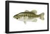 Largemouth Bass (Micropterus Salmoides), Fishes-Encyclopaedia Britannica-Framed Poster