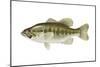 Largemouth Bass (Micropterus Salmoides), Fishes-Encyclopaedia Britannica-Mounted Poster