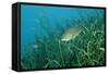 Largemouth Bass, Micropterus Salmoides, Usa, Florida, FL-Reinhard Dirscherl-Framed Stretched Canvas