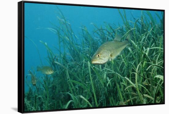 Largemouth Bass, Micropterus Salmoides, Usa, Florida, FL-Reinhard Dirscherl-Framed Stretched Canvas
