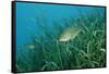 Largemouth Bass, Micropterus Salmoides, Usa, Florida, FL-Reinhard Dirscherl-Framed Stretched Canvas