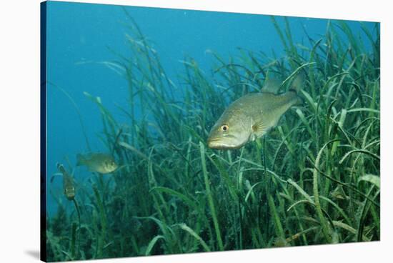 Largemouth Bass, Micropterus Salmoides, Usa, Florida, FL-Reinhard Dirscherl-Stretched Canvas