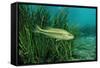 Largemouth Bass, Micropterus Salmoides, Usa, Florida, FL-Reinhard Dirscherl-Framed Stretched Canvas