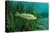 Largemouth Bass, Micropterus Salmoides, Usa, Florida, FL-Reinhard Dirscherl-Stretched Canvas