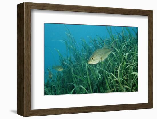 Largemouth Bass, Micropterus Salmoides, Usa, Florida, FL-Reinhard Dirscherl-Framed Photographic Print