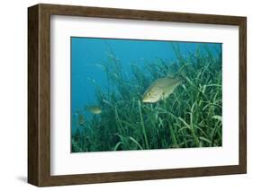 Largemouth Bass, Micropterus Salmoides, Usa, Florida, FL-Reinhard Dirscherl-Framed Photographic Print