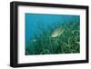 Largemouth Bass, Micropterus Salmoides, Usa, Florida, FL-Reinhard Dirscherl-Framed Photographic Print