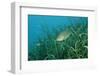 Largemouth Bass, Micropterus Salmoides, Usa, Florida, FL-Reinhard Dirscherl-Framed Photographic Print