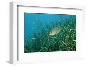 Largemouth Bass, Micropterus Salmoides, Usa, Florida, FL-Reinhard Dirscherl-Framed Photographic Print