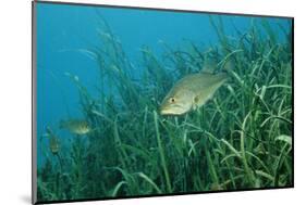 Largemouth Bass, Micropterus Salmoides, Usa, Florida, FL-Reinhard Dirscherl-Mounted Photographic Print