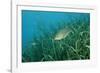 Largemouth Bass, Micropterus Salmoides, Usa, Florida, FL-Reinhard Dirscherl-Framed Photographic Print