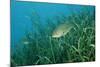Largemouth Bass, Micropterus Salmoides, Usa, Florida, FL-Reinhard Dirscherl-Mounted Photographic Print