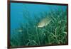 Largemouth Bass, Micropterus Salmoides, Usa, Florida, FL-Reinhard Dirscherl-Framed Photographic Print