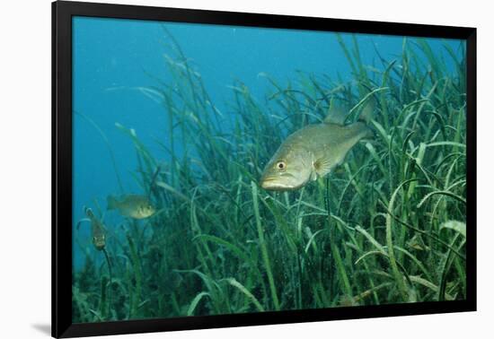 Largemouth Bass, Micropterus Salmoides, Usa, Florida, FL-Reinhard Dirscherl-Framed Photographic Print