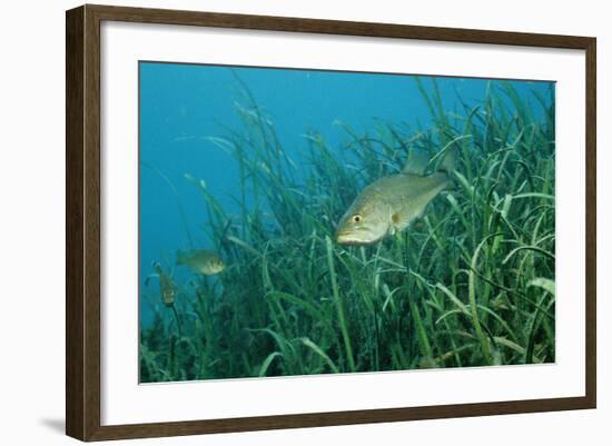 Largemouth Bass, Micropterus Salmoides, Usa, Florida, FL-Reinhard Dirscherl-Framed Photographic Print