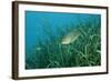 Largemouth Bass, Micropterus Salmoides, Usa, Florida, FL-Reinhard Dirscherl-Framed Photographic Print