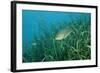 Largemouth Bass, Micropterus Salmoides, Usa, Florida, FL-Reinhard Dirscherl-Framed Photographic Print
