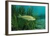 Largemouth Bass, Micropterus Salmoides, Usa, Florida, FL-Reinhard Dirscherl-Framed Photographic Print