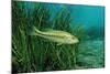 Largemouth Bass, Micropterus Salmoides, Usa, Florida, FL-Reinhard Dirscherl-Mounted Photographic Print