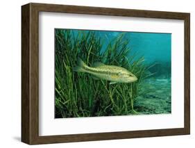 Largemouth Bass, Micropterus Salmoides, Usa, Florida, FL-Reinhard Dirscherl-Framed Photographic Print