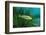 Largemouth Bass, Micropterus Salmoides, Usa, Florida, FL-Reinhard Dirscherl-Framed Photographic Print