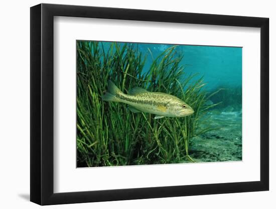 Largemouth Bass, Micropterus Salmoides, Usa, Florida, FL-Reinhard Dirscherl-Framed Photographic Print