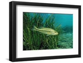 Largemouth Bass, Micropterus Salmoides, Usa, Florida, FL-Reinhard Dirscherl-Framed Photographic Print