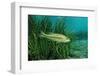 Largemouth Bass, Micropterus Salmoides, Usa, Florida, FL-Reinhard Dirscherl-Framed Photographic Print