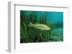 Largemouth Bass, Micropterus Salmoides, Usa, Florida, FL-Reinhard Dirscherl-Framed Photographic Print