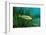 Largemouth Bass, Micropterus Salmoides, Usa, Florida, FL-Reinhard Dirscherl-Framed Photographic Print