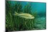 Largemouth Bass, Micropterus Salmoides, Usa, Florida, FL-Reinhard Dirscherl-Mounted Photographic Print