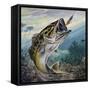 Largemouth Bass or Black Bass (Micropterus Salmoides), Centrarchidae-null-Framed Stretched Canvas