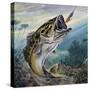 Largemouth Bass or Black Bass (Micropterus Salmoides), Centrarchidae-null-Stretched Canvas