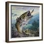 Largemouth Bass or Black Bass (Micropterus Salmoides), Centrarchidae-null-Framed Giclee Print