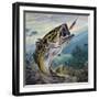 Largemouth Bass or Black Bass (Micropterus Salmoides), Centrarchidae-null-Framed Giclee Print