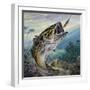 Largemouth Bass or Black Bass (Micropterus Salmoides), Centrarchidae-null-Framed Giclee Print