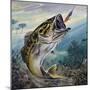 Largemouth Bass or Black Bass (Micropterus Salmoides), Centrarchidae-null-Mounted Giclee Print