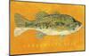 Largemouth Bass-John Golden-Mounted Art Print