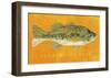 Largemouth Bass-John Golden-Framed Giclee Print