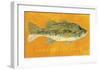 Largemouth Bass-John Golden-Framed Giclee Print