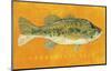 Largemouth Bass-John W^ Golden-Mounted Art Print