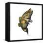 Largemouth Bass-null-Framed Stretched Canvas