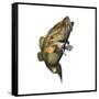 Largemouth Bass-null-Framed Stretched Canvas