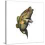 Largemouth Bass-null-Stretched Canvas