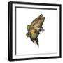 Largemouth Bass-null-Framed Premium Giclee Print