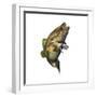 Largemouth Bass-null-Framed Premium Giclee Print