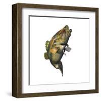 Largemouth Bass-null-Framed Art Print