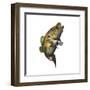 Largemouth Bass-null-Framed Art Print