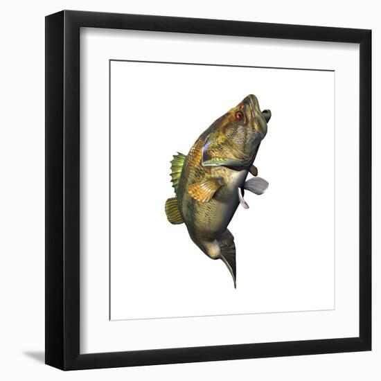Largemouth Bass-null-Framed Art Print
